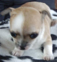 Ich bin auch ein Chihuahua-Welpe, schon 1 Monat alt!