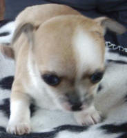 Ich bin auch ein Chihuahua-Welpe, schon 1 Monat alt!