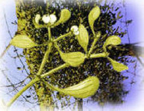 Blühende Mistel am Baum