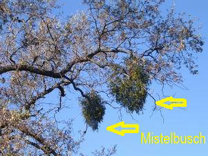 Mistelzweige am Baum. Mistel-Busch
