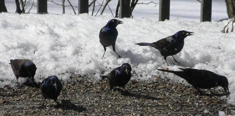 Vögel im Winter - Vogelfütterung Vogelfutter Tipps