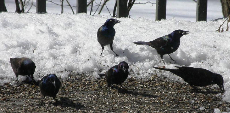 Vgel im Winter - Vogelftterung Vogelfutter Tipps